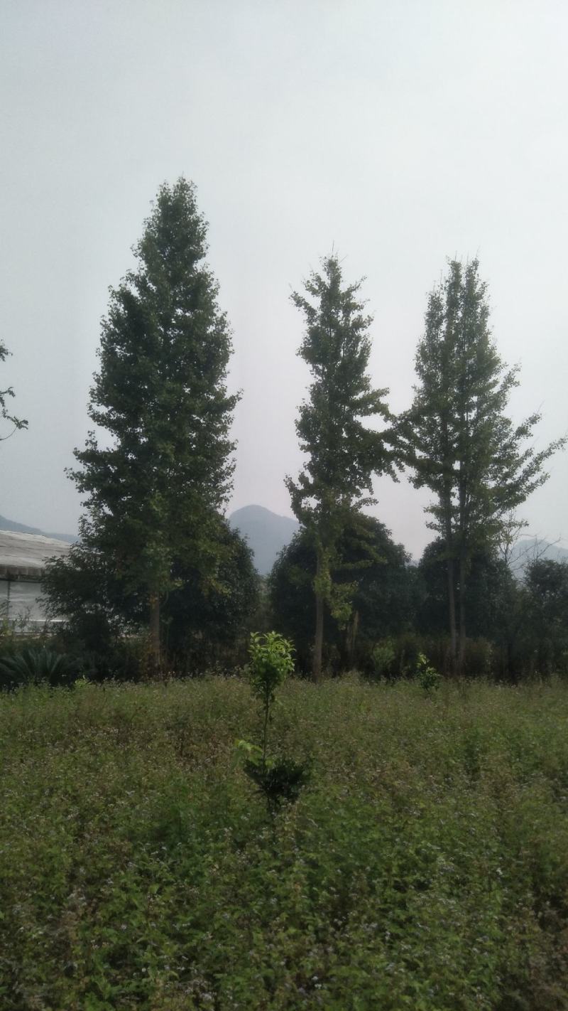 银杏树低分枝主杆树大量上市，基地直发规格齐全，欢迎联系