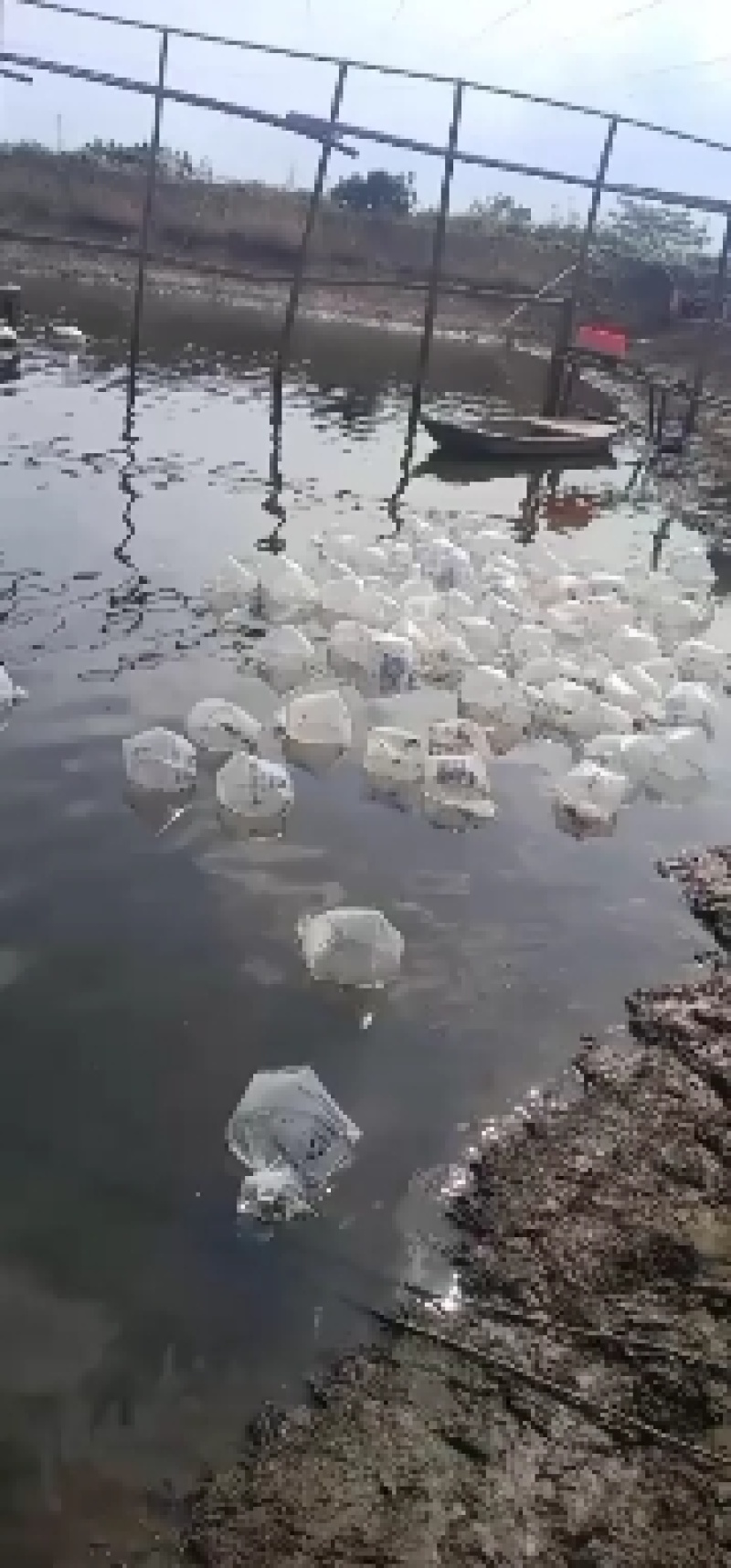 （热销）沙虾虾苗淡水虾苗麻虾虾苗虾苗场直供技术指导