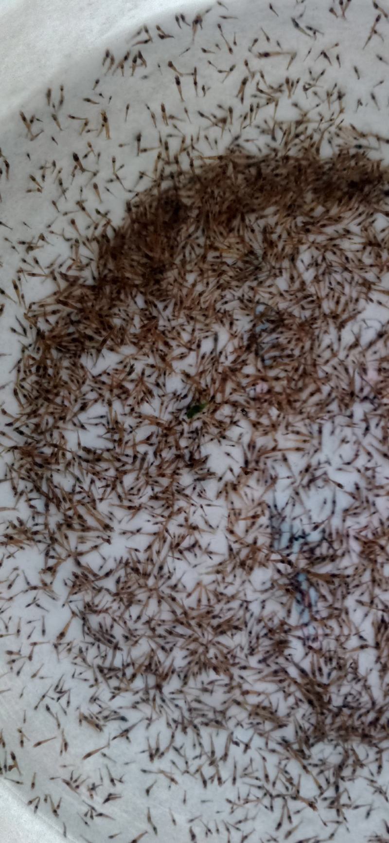 （热销）沙虾虾苗淡水虾苗麻虾虾苗虾苗场直供技术指导