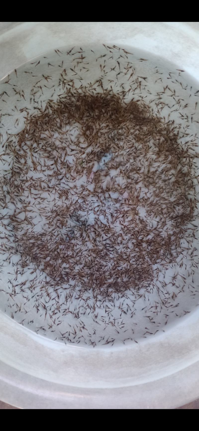 （热销）沙虾虾苗淡水虾苗麻虾虾苗虾苗场直供技术指导