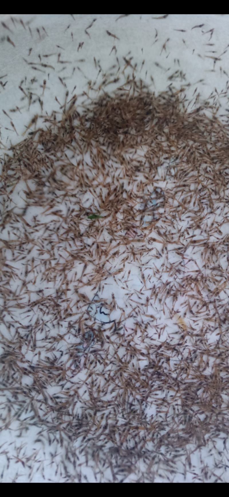 （热销）沙虾虾苗淡水虾苗麻虾虾苗虾苗场直供技术指导