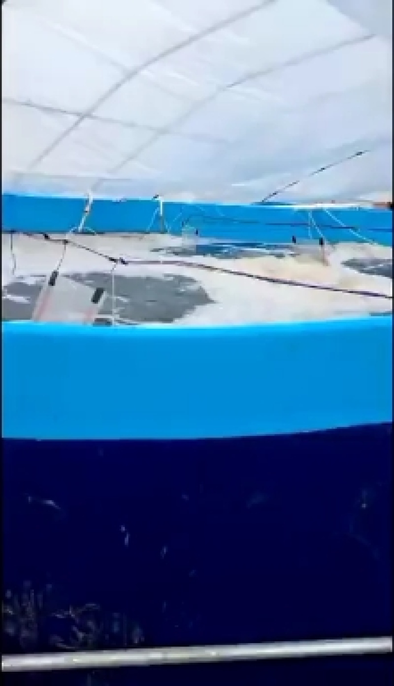 （热销）沙虾虾苗淡水虾苗麻虾虾苗虾苗场直供技术指导