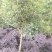 【规格齐全】供应米径3-5公分的优桂花树，八月桂全国发
