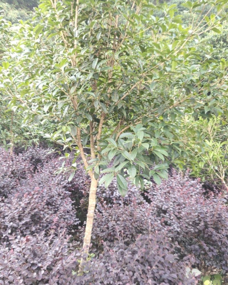 【规格齐全】供应米径3-5公分的优桂花树，八月桂全国发