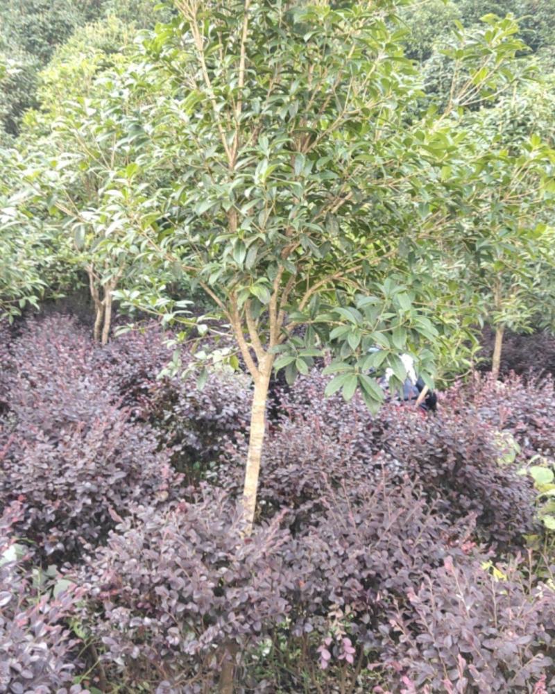 【规格齐全】供应米径3-5公分的优桂花树，八月桂全国发