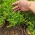 哪有卖丛生福禄考的丛生福禄考出售丛生福禄考卖家