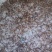 （热销）沙虾虾苗淡水虾苗麻虾虾苗虾苗场直供技术指导