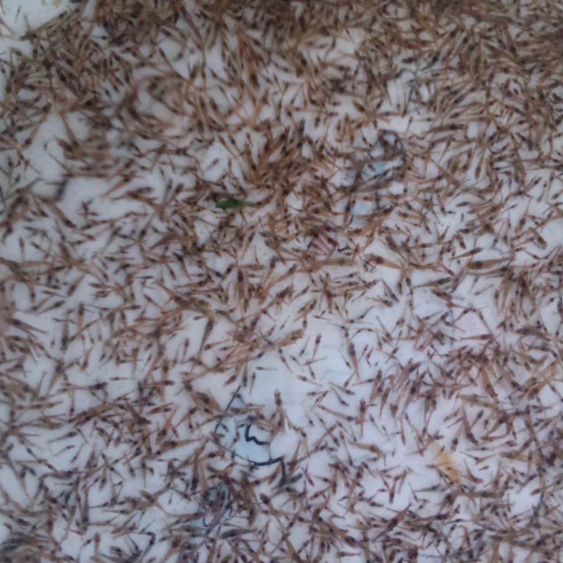 （热销）沙虾虾苗淡水虾苗麻虾虾苗虾苗场直供技术指导