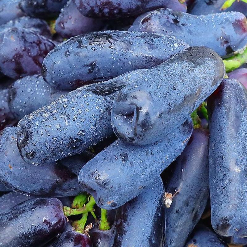 【产地】蓝宝石葡萄新鲜水果葡萄黑提多规格整箱水果包邮