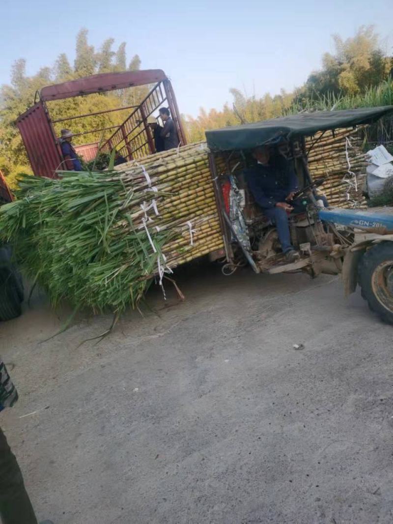 《实力商家》广东黄皮甘蔗大量上市一手货源市场货榨汁．．货电