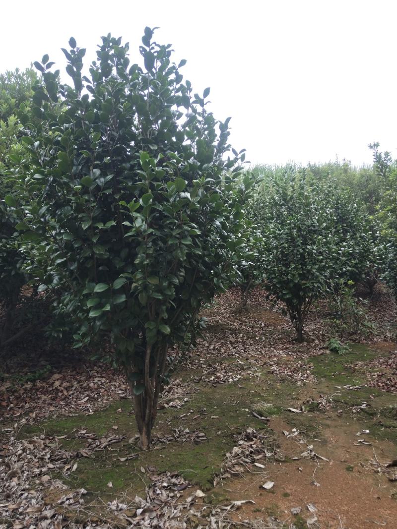 2米茶花出售