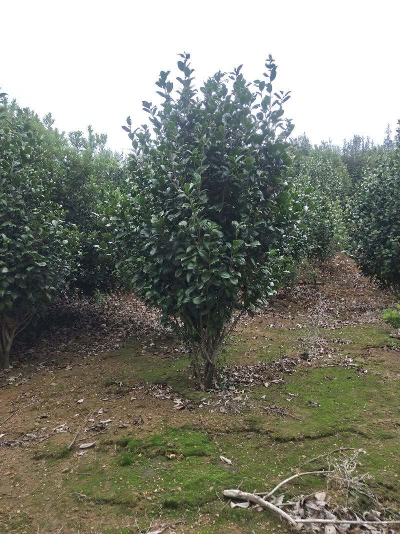 2米茶花出售