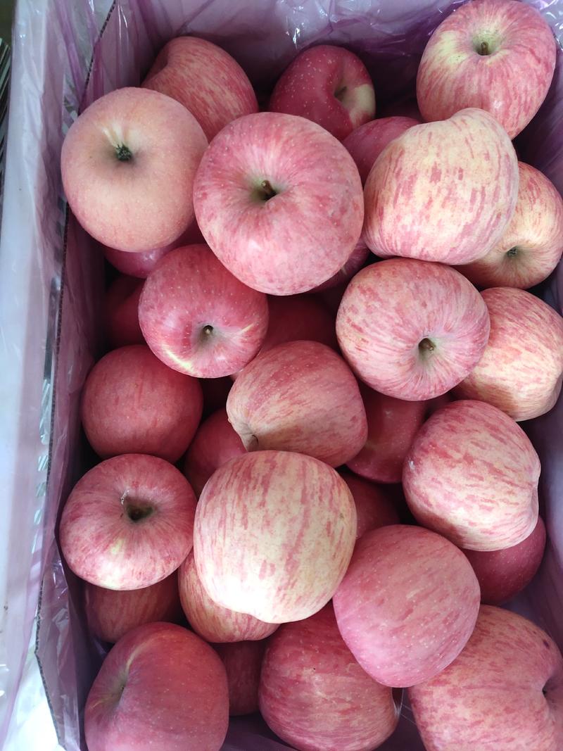 山西吉县红富士二级苹果，冷库果，75以上，色度好口感脆甜