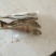 北部湾单冻泥猛鱼，价格连美，品质鲜美，大众适用