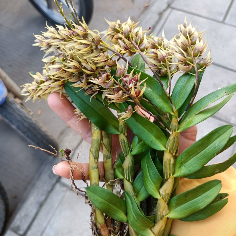 虫草