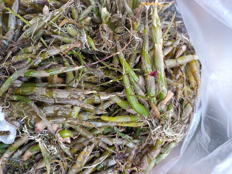 虫草