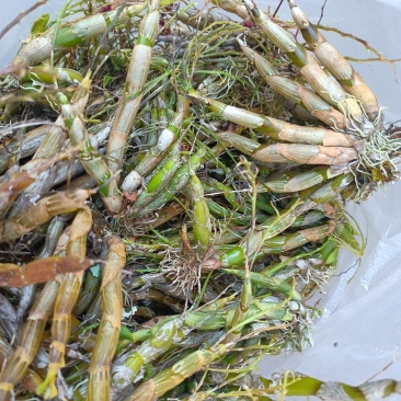 虫草