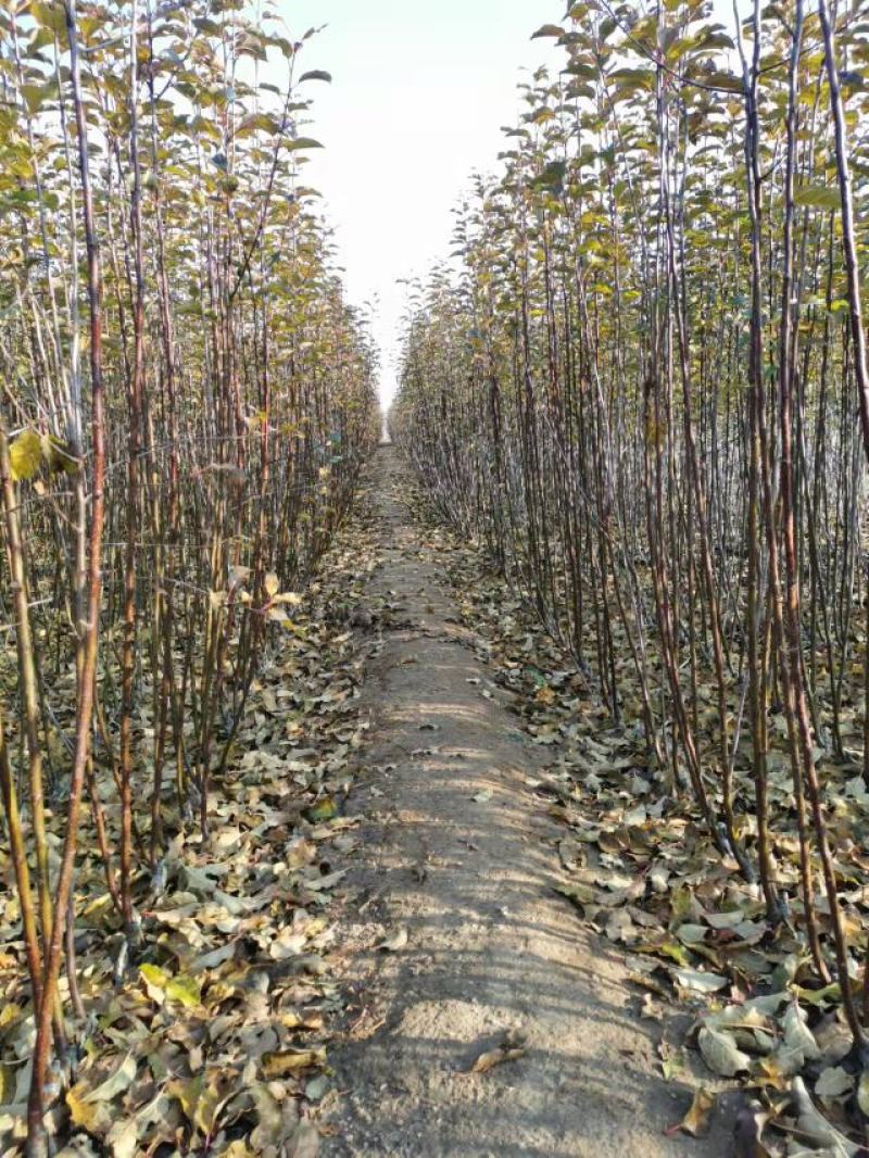 （精品）辽宁营口水蜜桃苹果苗乔化苗，两刀矮化苗，马克九根系
