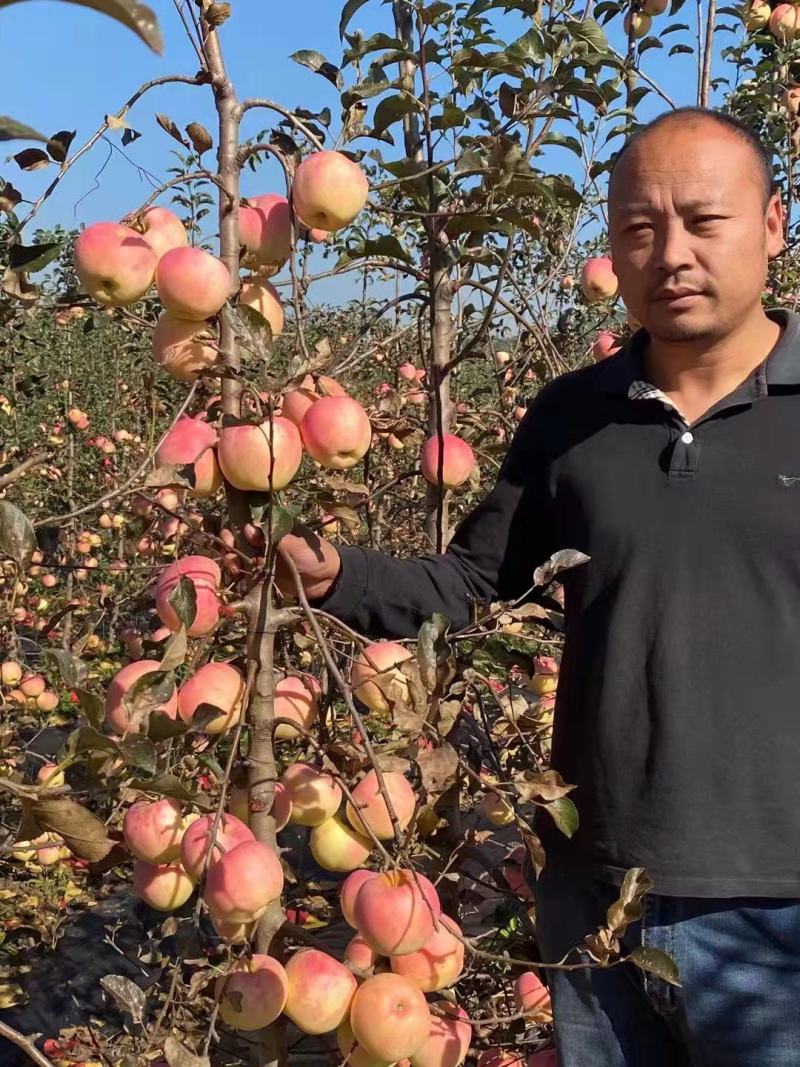 （精品）辽宁营口水蜜桃苹果苗乔化苗，两刀矮化苗，马克九根系