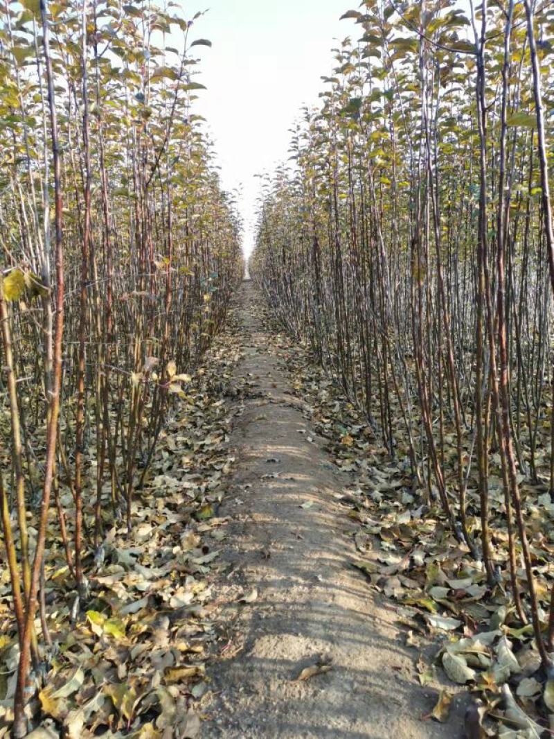 （精品）辽宁营口水蜜桃苹果苗乔化苗，两刀矮化苗，马克九根系