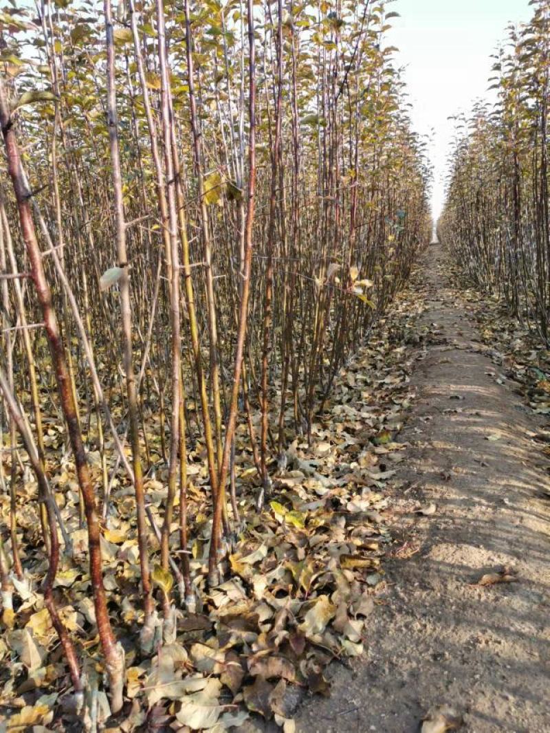 （精品）辽宁营口水蜜桃苹果苗乔化苗，两刀矮化苗，马克九根系