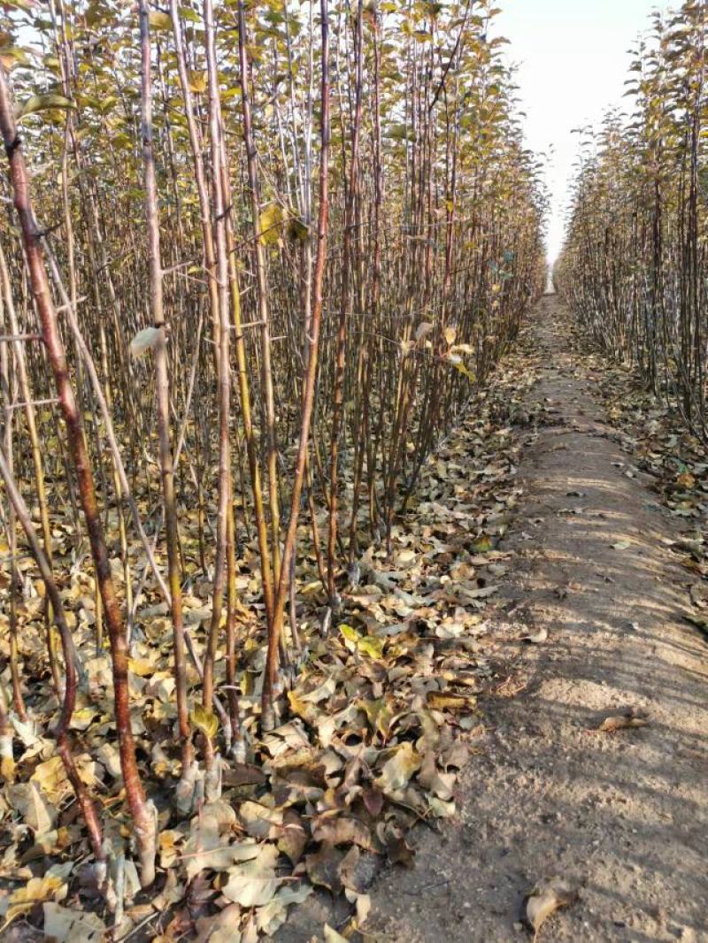 （精品）辽宁营口水蜜桃苹果苗乔化苗，两刀矮化苗，马克九根系