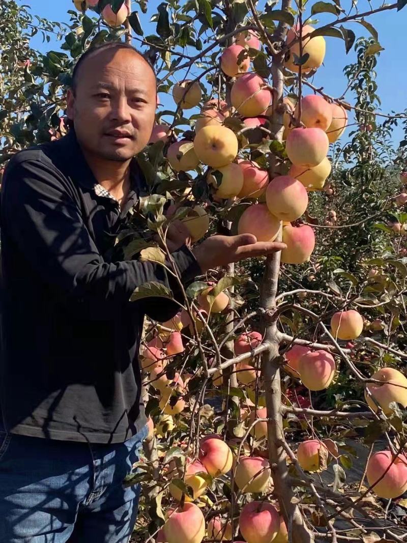（精品）辽宁营口水蜜桃苹果苗乔化苗，两刀矮化苗，马克九根系