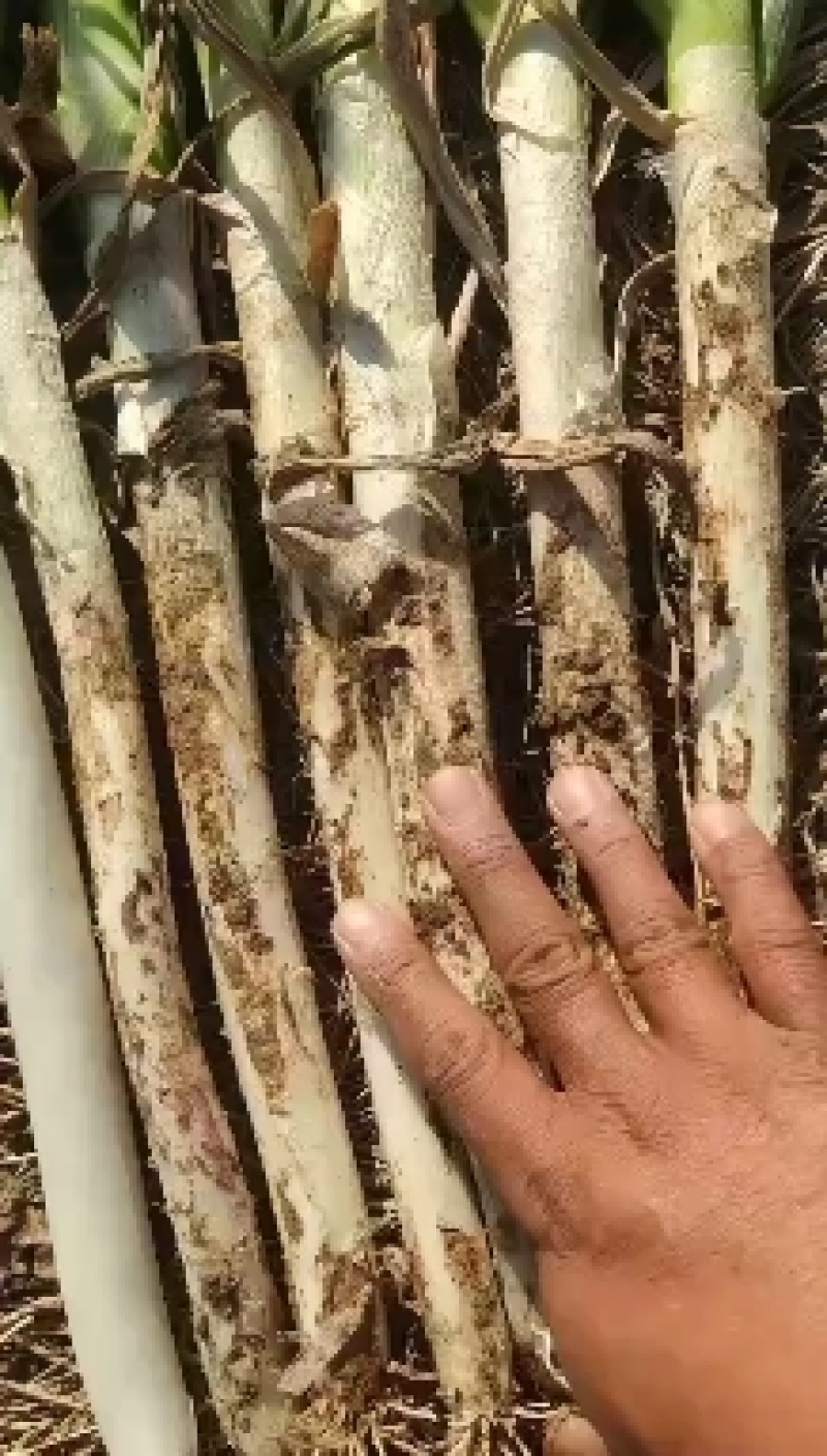 铁杆大葱