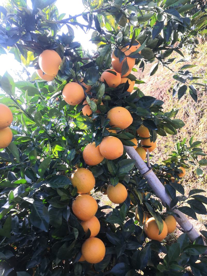 赣南脐橙，皮薄多汁。报的就是这个真实价位，无任何套路，
