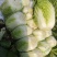精品中颗黄心大白菜！净菜3-6斤，货源充足，大量供应。