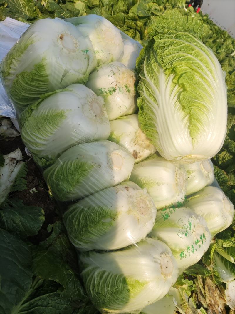 精品中颗黄心大白菜！净菜3-6斤，货源充足，大量供应。