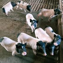 批发巴马香猪藏香猪种苗怀孕母猪商品猪全国发货质量保证