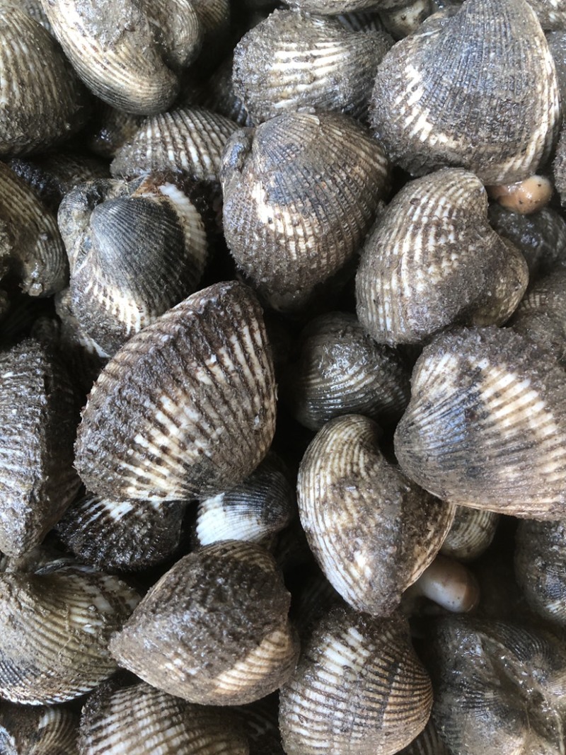 鲜活毛蛤蜊毛蚬子鲜嫩肥美毛蛤蜊餐厅自助饭店