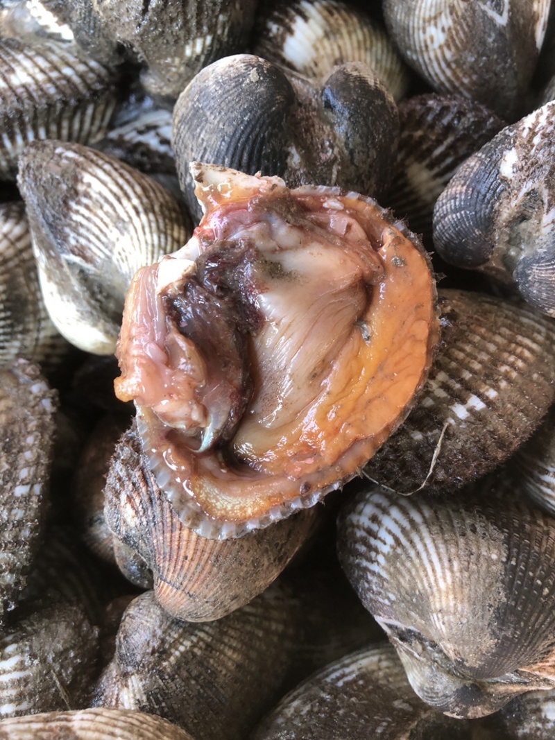 鲜活毛蛤蜊毛蚬子鲜嫩肥美毛蛤蜊餐厅自助饭店