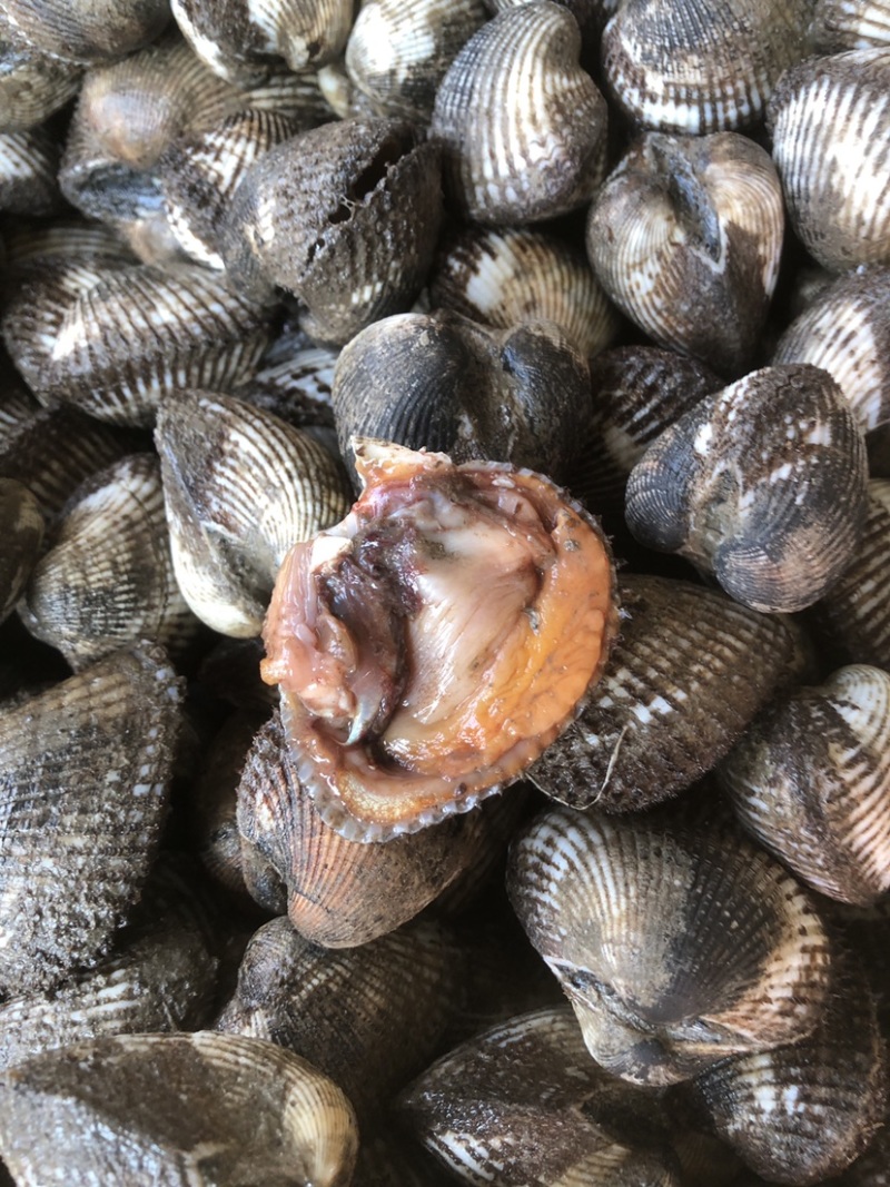 鲜活毛蛤蜊毛蚬子鲜嫩肥美毛蛤蜊餐厅自助饭店