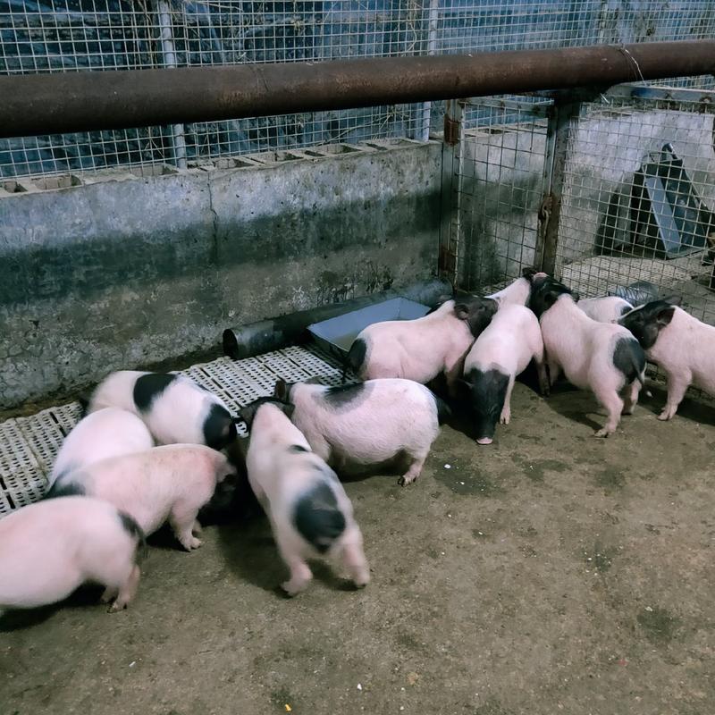 批发巴马香猪藏香猪种苗果园放养怀孕母猪阉割猪全国发货