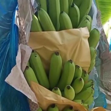 云南红河香蕉
