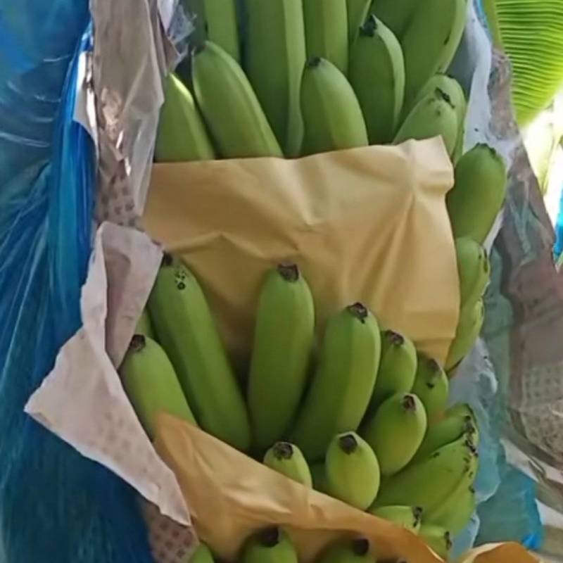 云南红河香蕉
