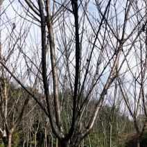 稼接樱花树