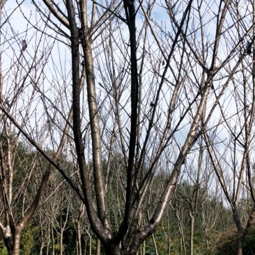稼接樱花树