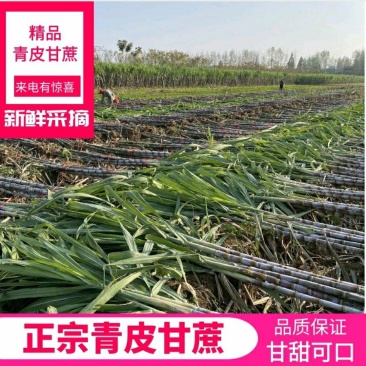湖北仙桃青皮甘蔗清甜多汁产地直销，货源充足，提供回程车