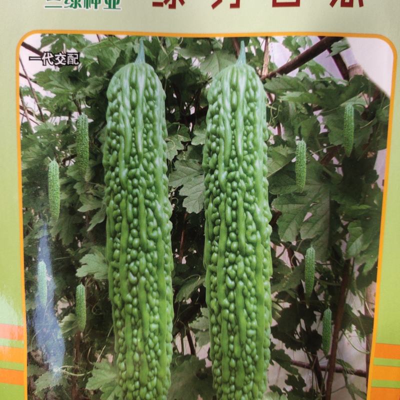 绿秀苦瓜种子，杂交一代，耐寒耐热，抗性强，瓜条整齐顺直