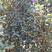桂花八月桂花3-10公分北方金桂优质一级树
