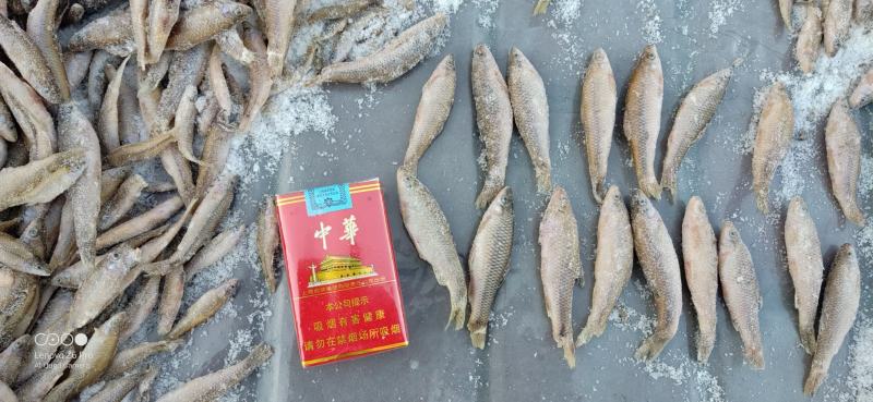 散冻麦穗鱼产地批发56789公分单冻麦穗鱼厂家直发详谈