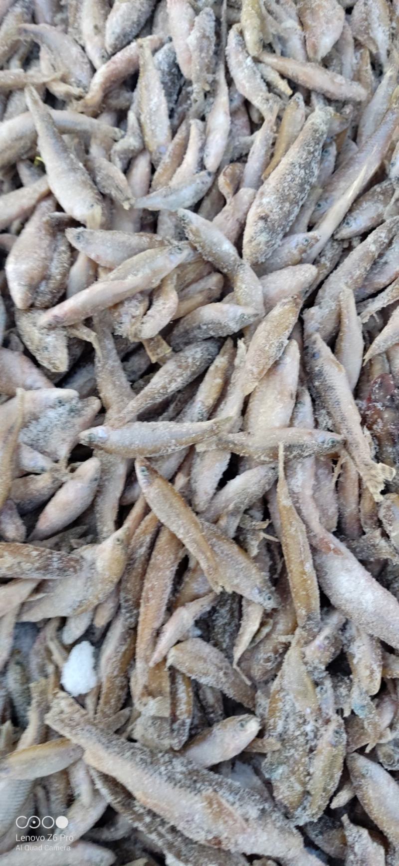散冻麦穗鱼产地批发56789公分单冻麦穗鱼厂家直发详谈