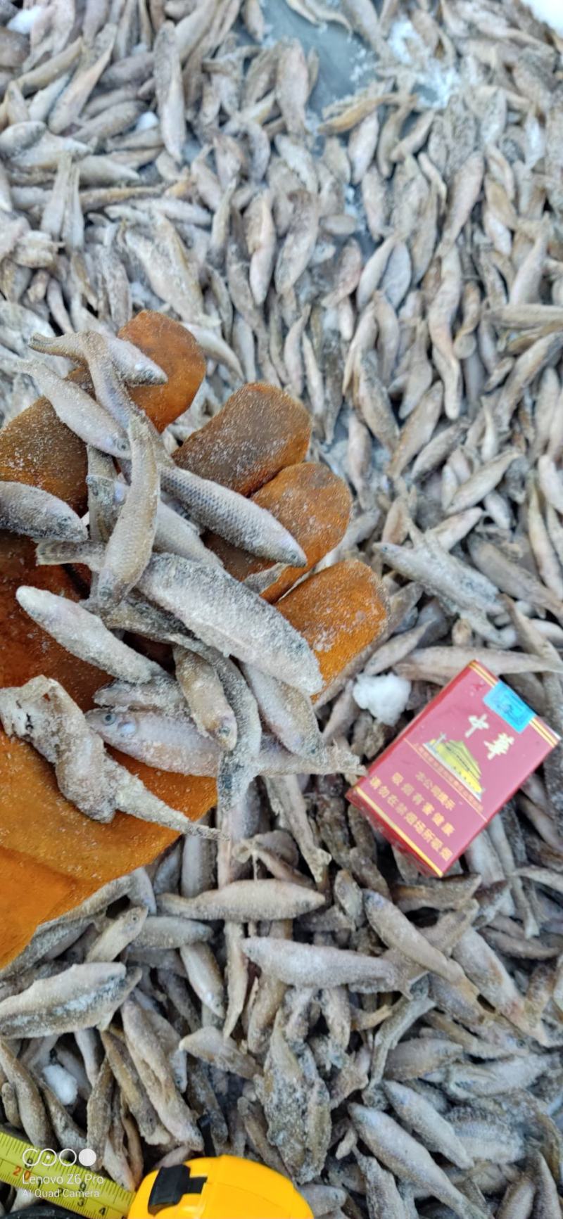 散冻麦穗鱼产地批发56789公分单冻麦穗鱼厂家直发详谈
