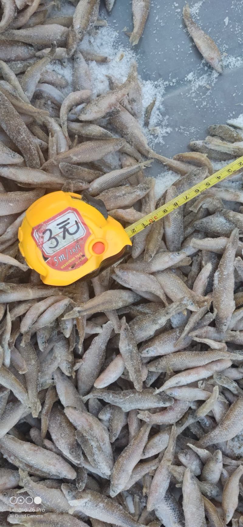 散冻麦穗鱼产地批发56789公分单冻麦穗鱼厂家直发详谈
