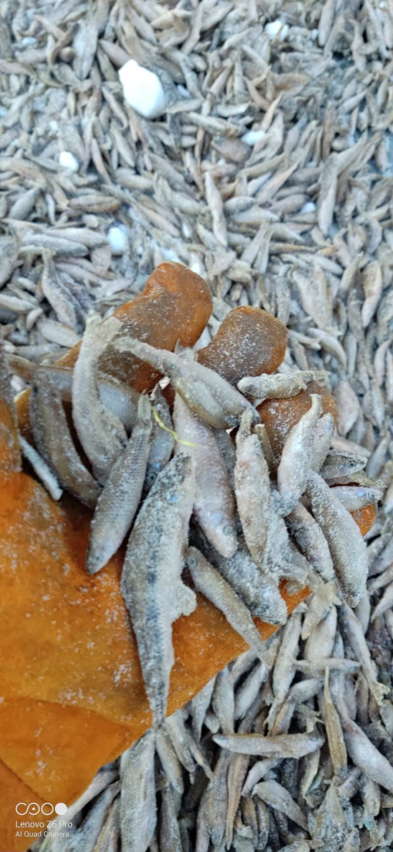 散冻麦穗鱼产地批发56789公分单冻麦穗鱼厂家直发详谈