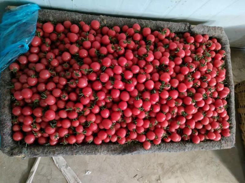 山东精品圣女果釜山88圣女果小柿子产地直发货量充足