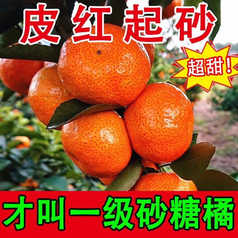 砂糖橘湖南沙糖桔产地直供看果下单直供超市档口